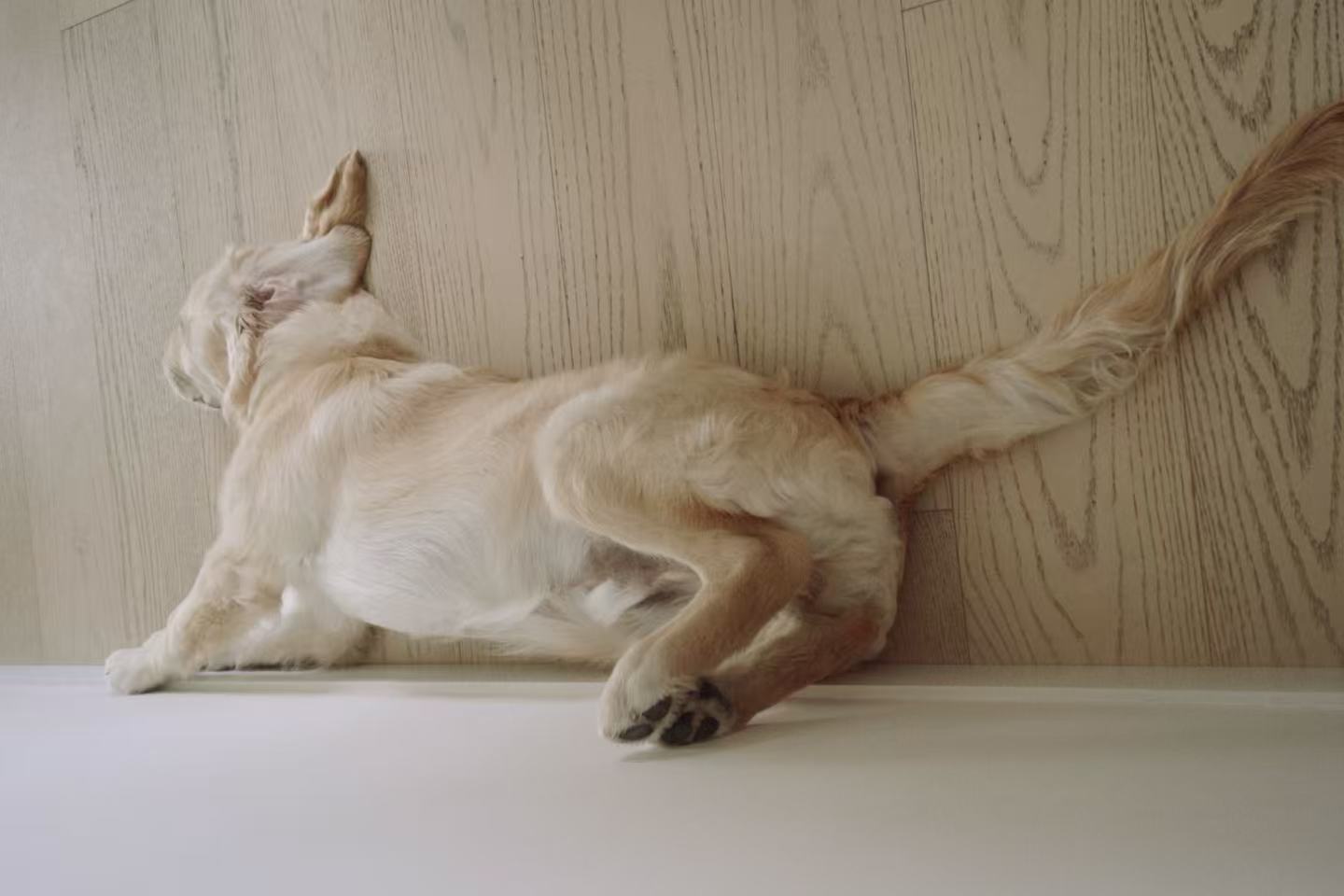 A playful puppy running in a field.